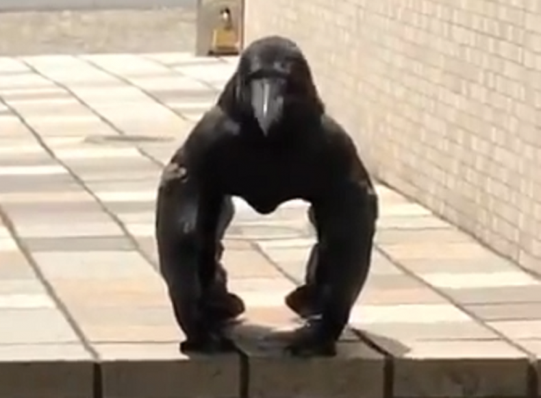 Gorilla crow