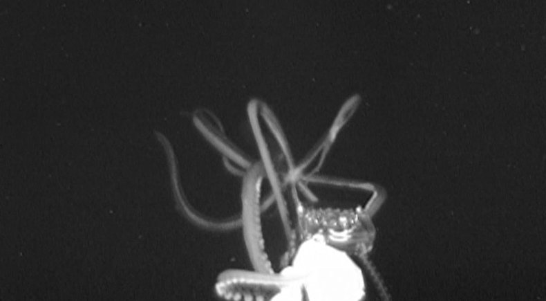 giant squid giant squid