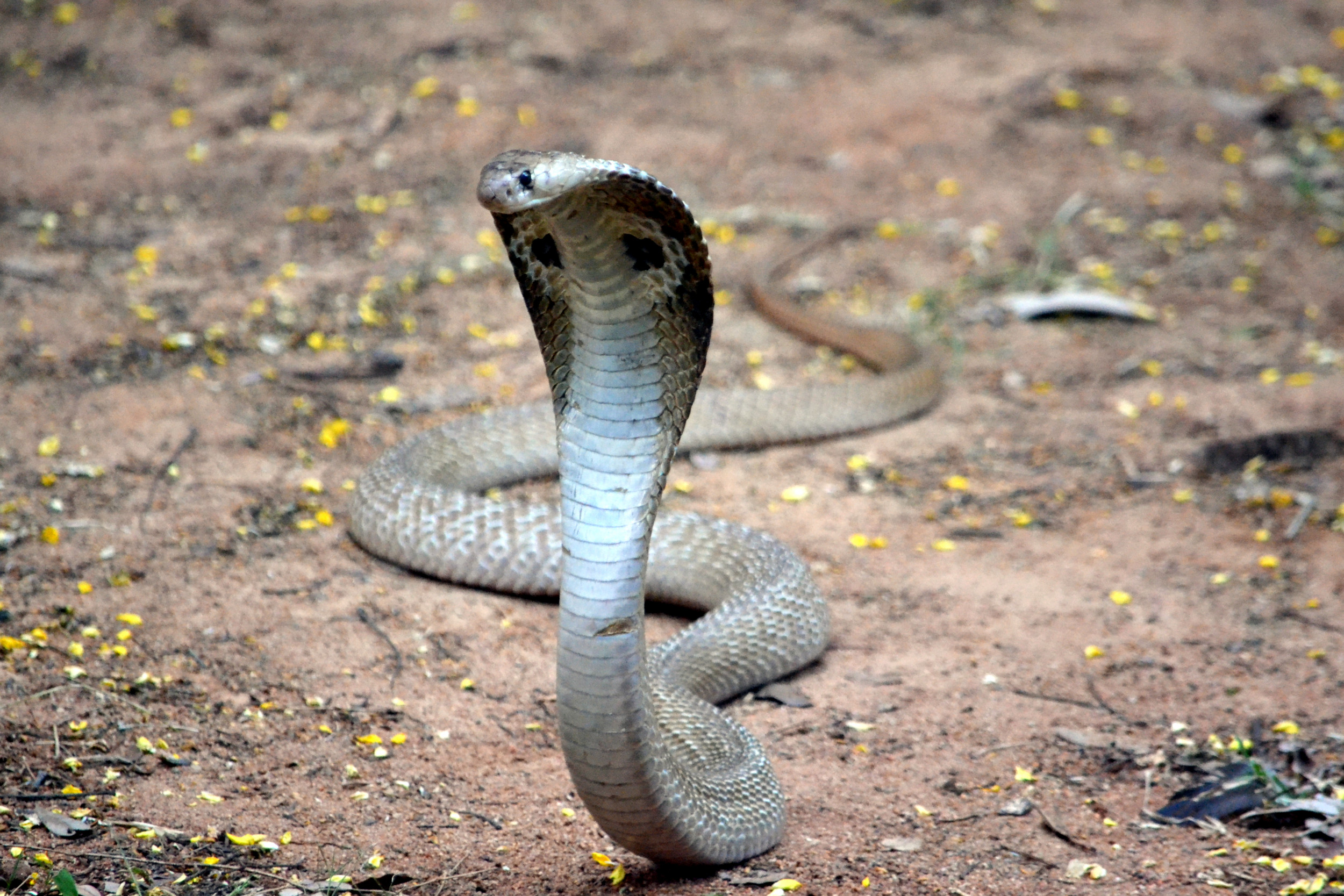 Cobra на русском