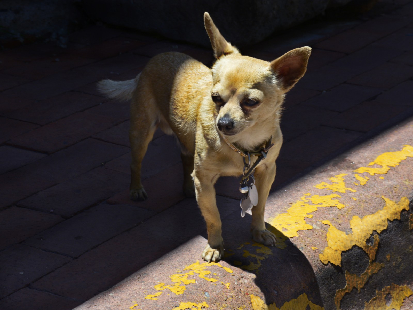 Download Florida Man S Pet Chihuahua Called Stink Found Charred On Ash Pile For Android Wallpaper Florida Man S Pet Chihuahua Called Stink Found Charred On Ash Pile Free HD