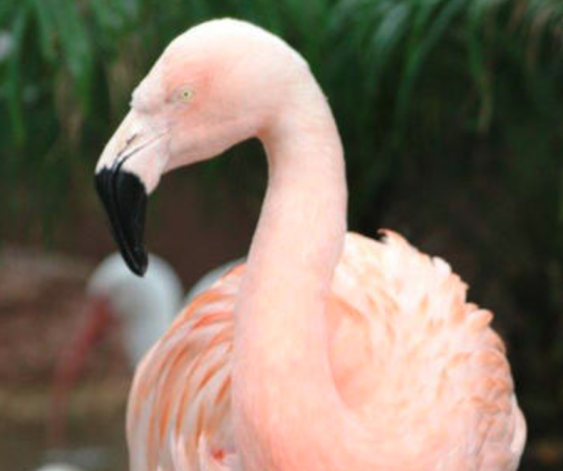 Pinky the flamingo
