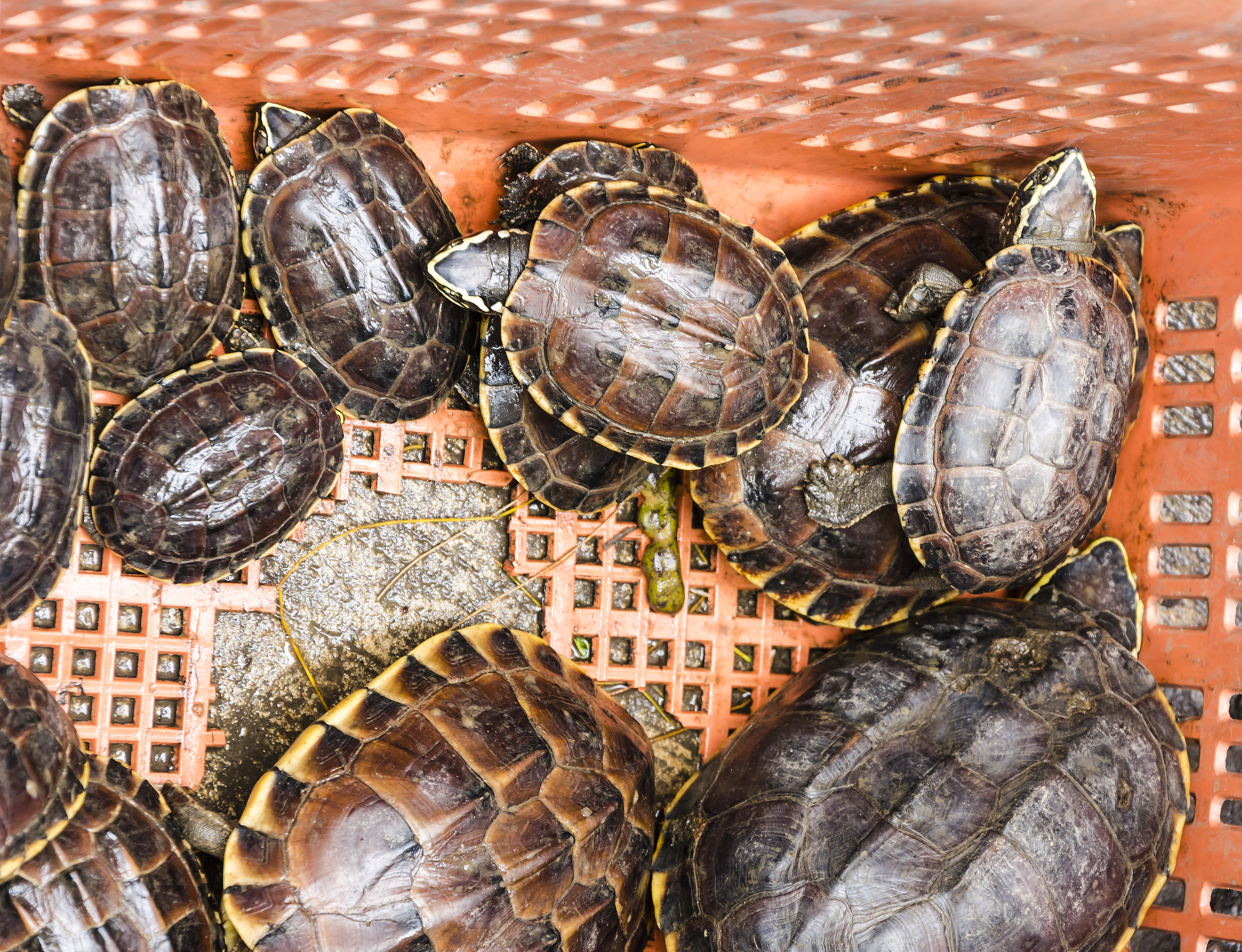 More Than 5 000 Turtles Found Smuggled In Luggage At Malaysia Airport