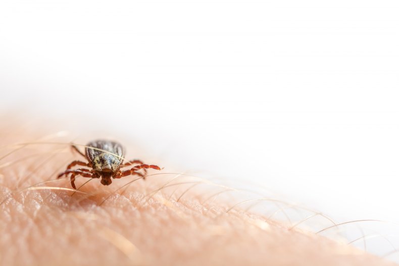 Tick, Lyme Disease