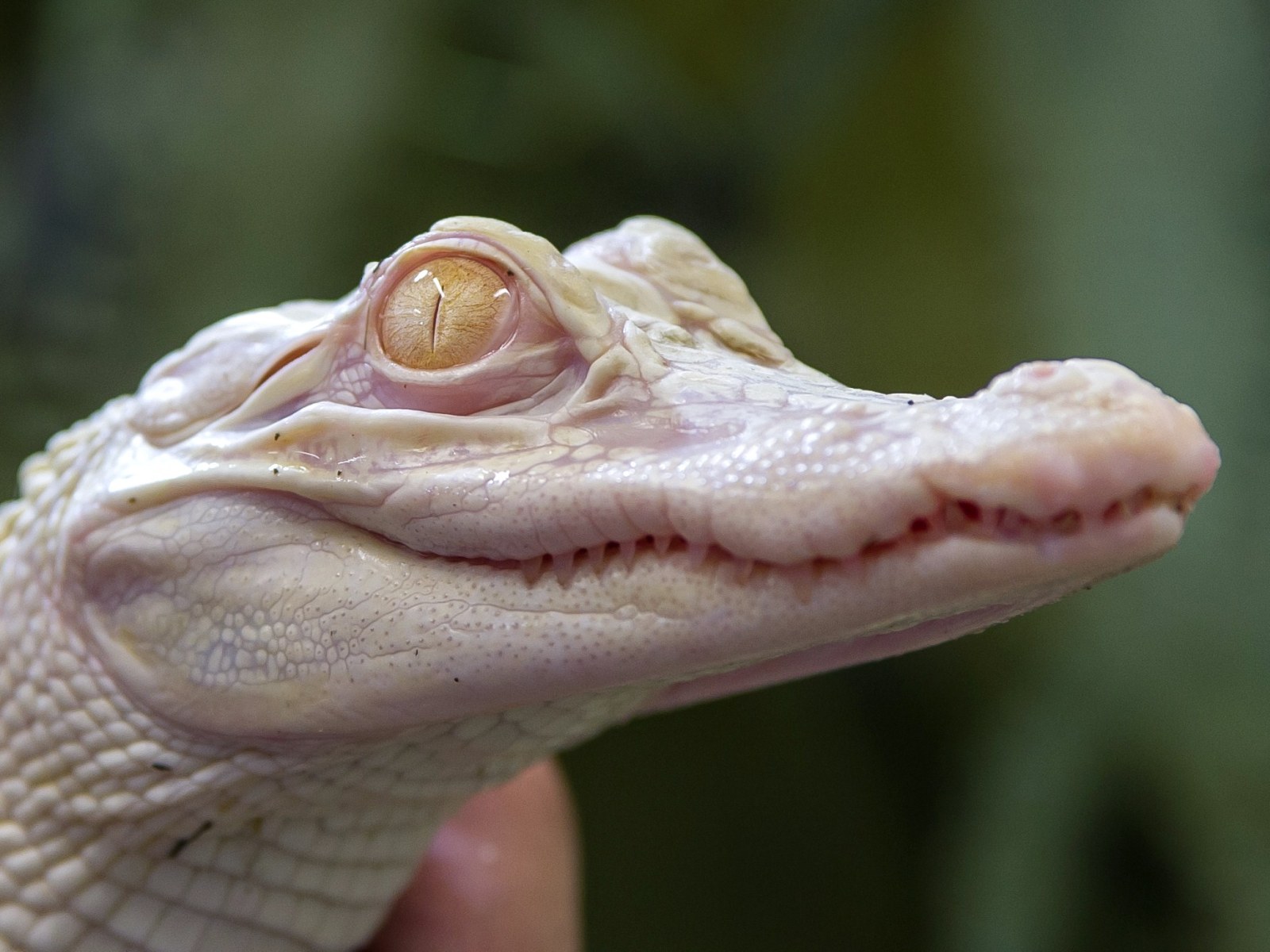 Baby Albino Alligator Wild Florida Welcomes Another Albino Alligator baby-albino-alligator-wild-florida-welcomes-another-albino-alligator
