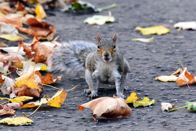 squirrel
