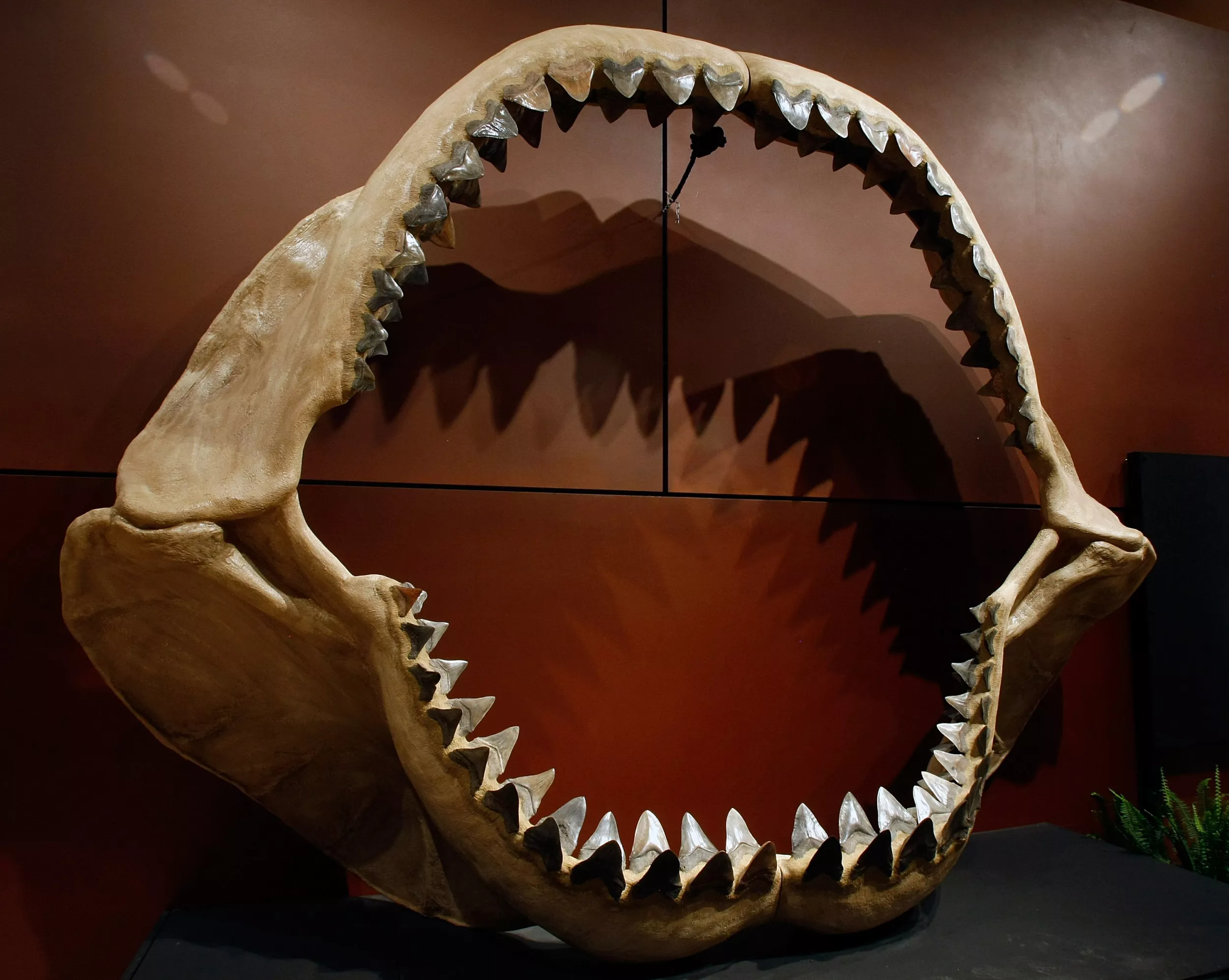 Megalodon: dente pré-histórico do mundoMegalodon: dente pré-histórico do mundo  