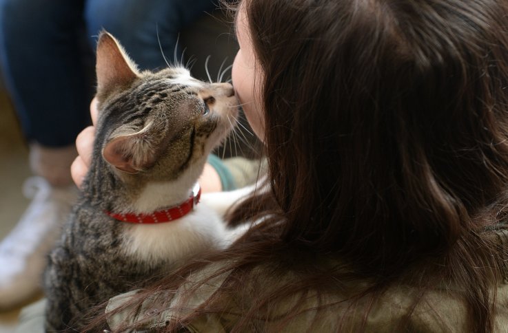 Cat Cafe Cat Cafe