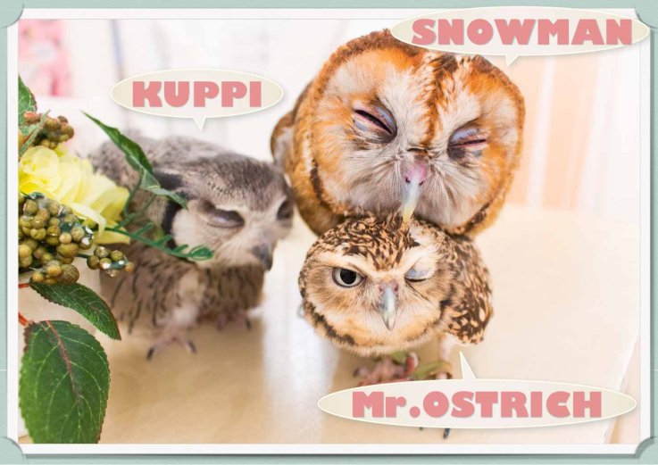 owl cafe owl cafe