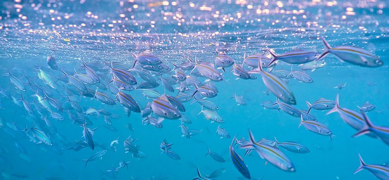Raja Ampat