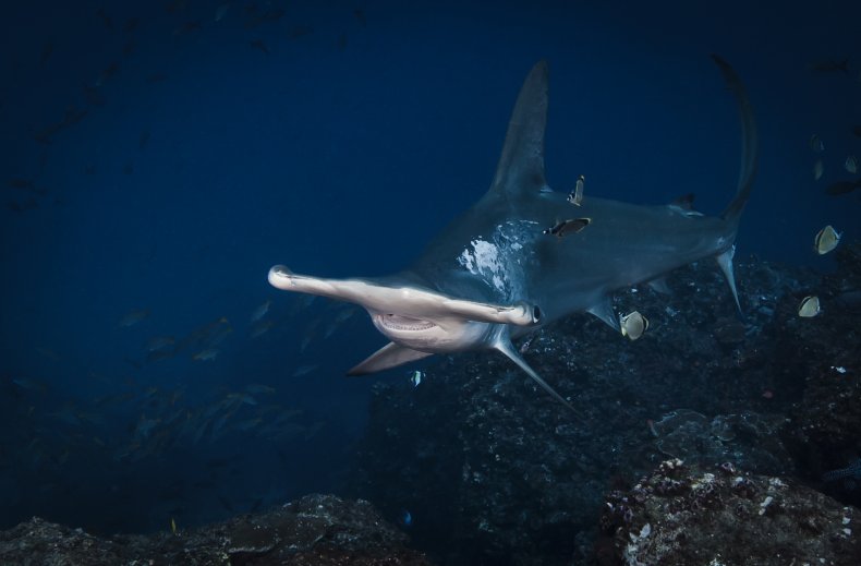 Cocos island