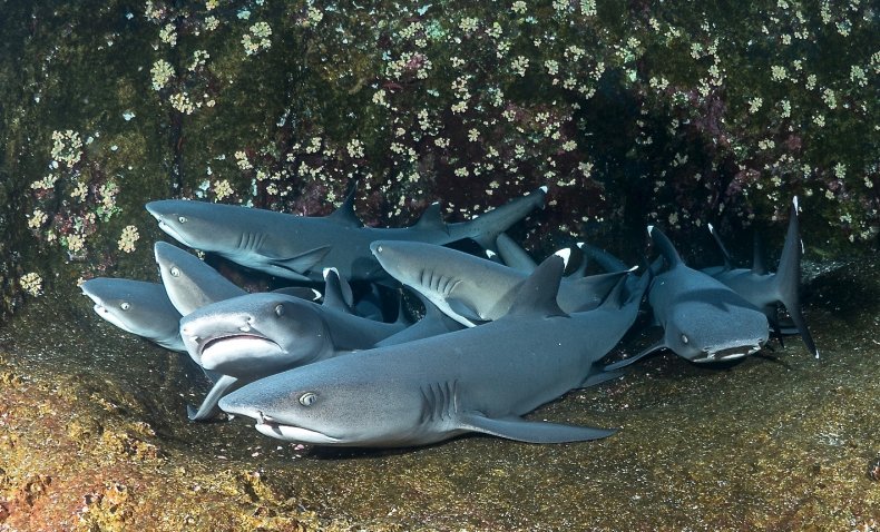 Revillagigedo Archipelago, Mexico