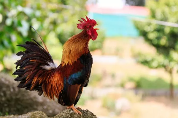 feral chicken