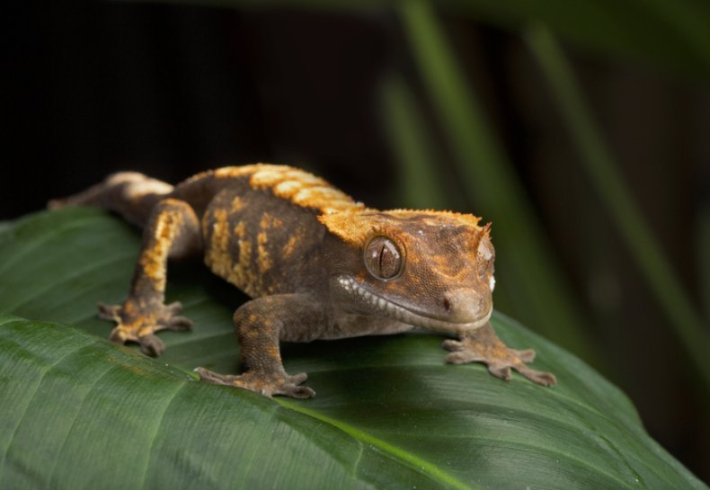 gecko