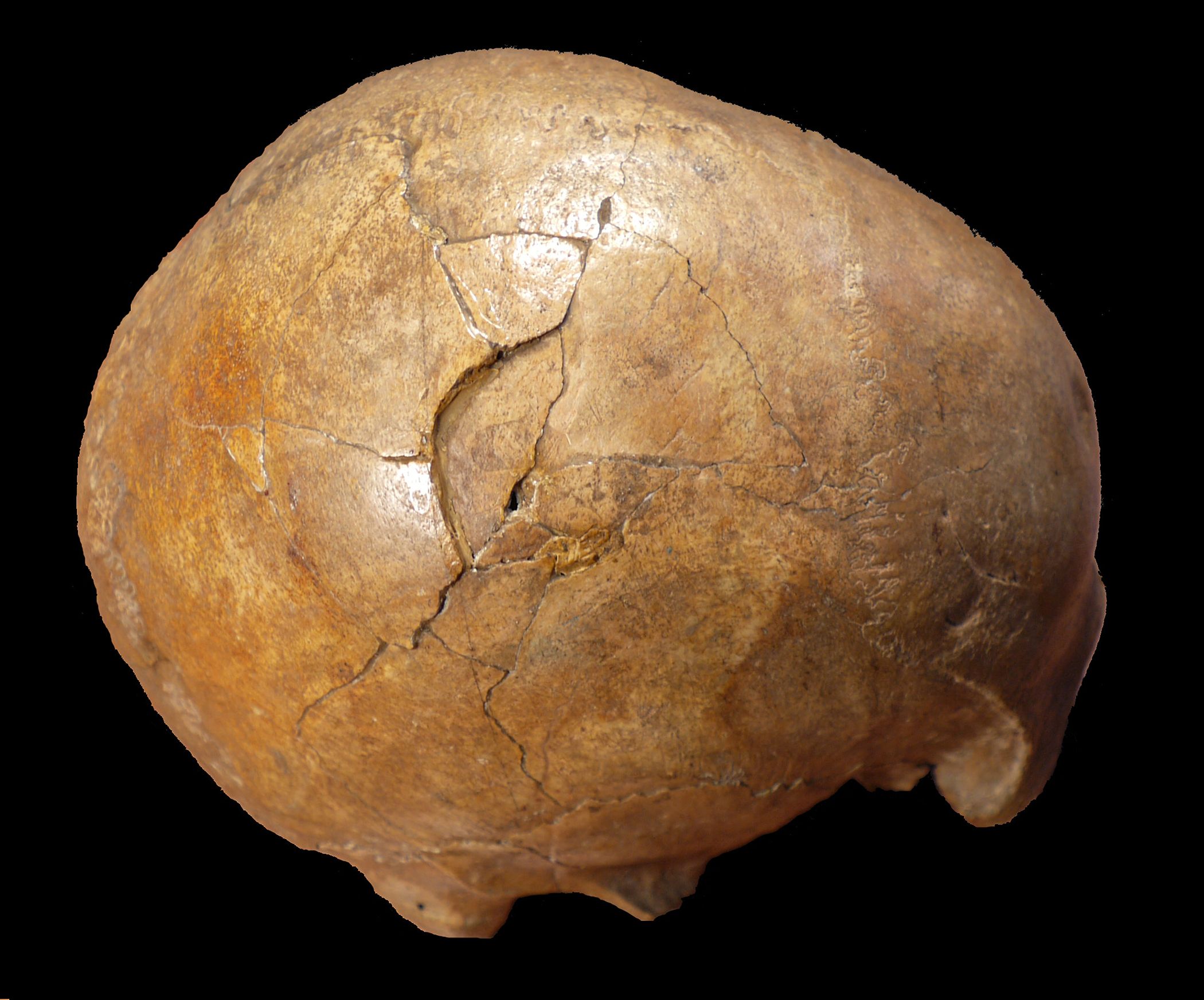 Paleolithic Murder Where Victim S Skull Was Bashed In 33 000 Years Ago   Paleolithic Murder 