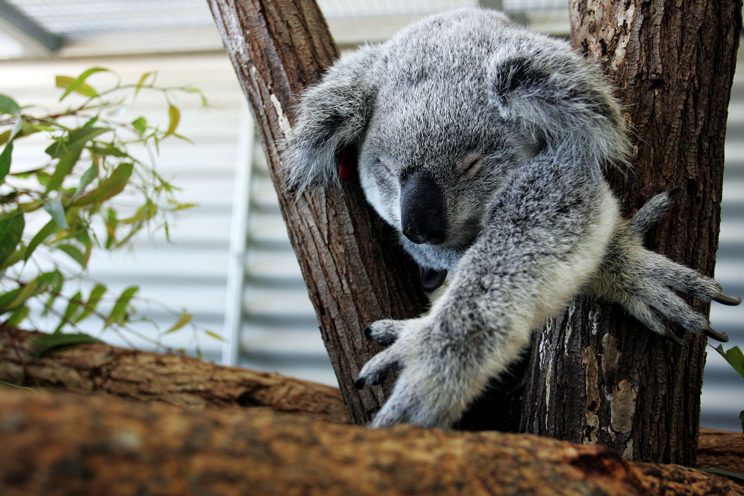 Scientists Identify 'Last Chlamydia-free' Koala Population
