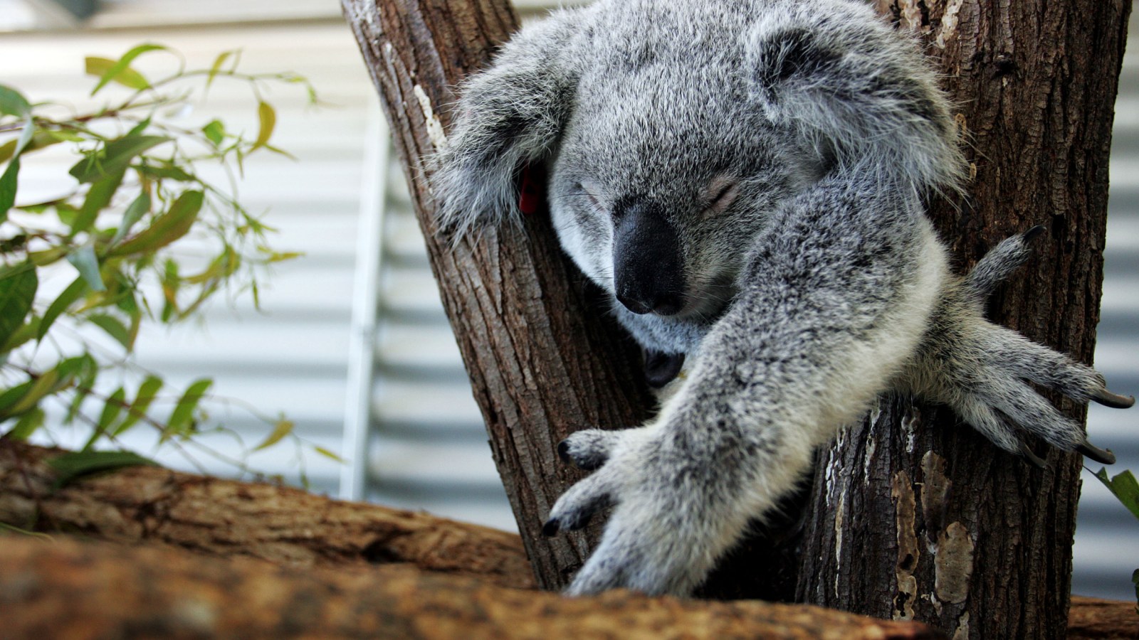 Scientists Identify Last Chlamydia Free Koala Population Scientists Identify Last Chlamydia Free Koala Population