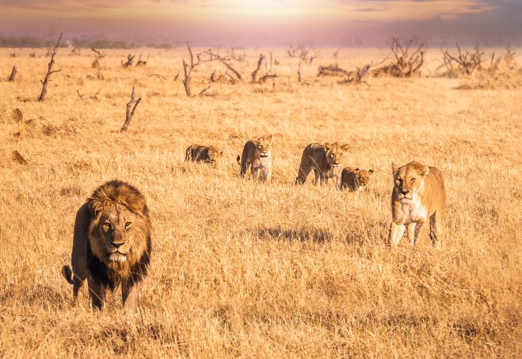 Lions Safari