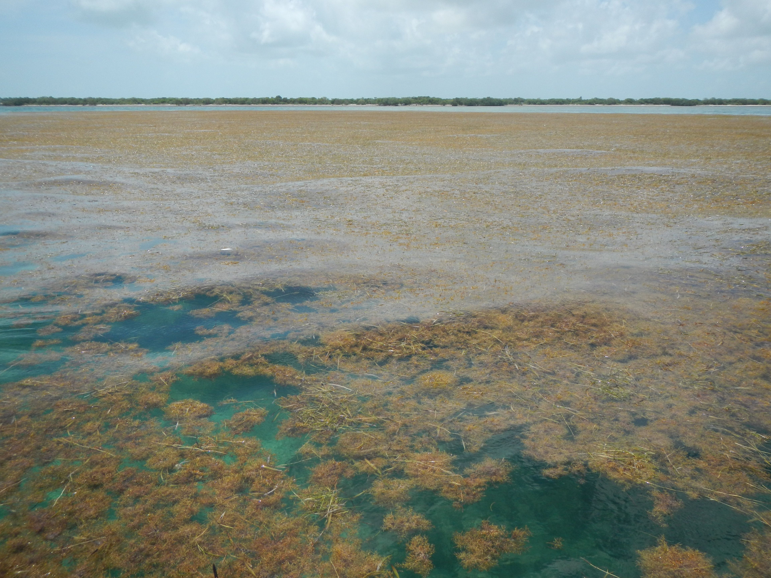 world-s-largest-seaweed-bloom-discovered-from-space-stretching-5-000