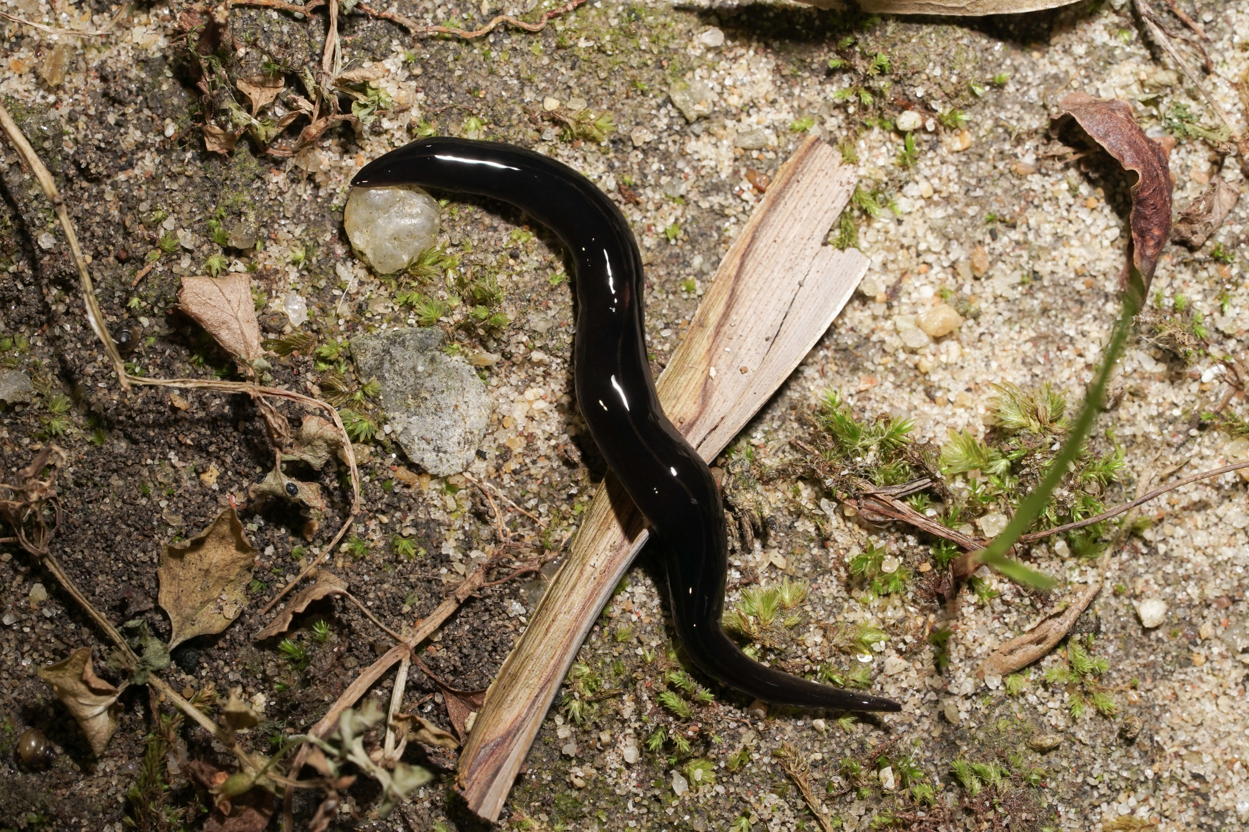 flat black worm