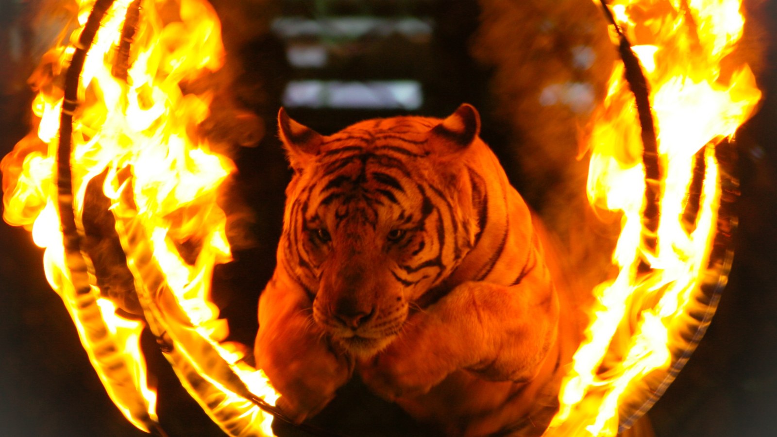 Circus Tigers Turn On Trainer Maul Him To Death Despite Frantic Attempts To Intervene Circus Tigers Turn On Trainer Maul Him To Death Despite Frantic Attempts To Intervene