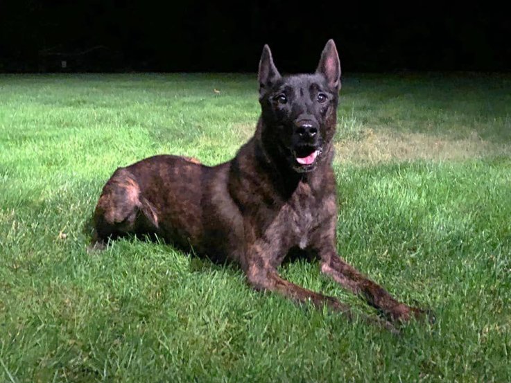 police dog police dog
