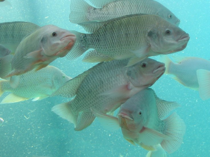tilapia aquarium stock photo tilapia aquarium stock photo