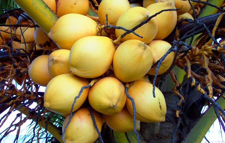 coconut