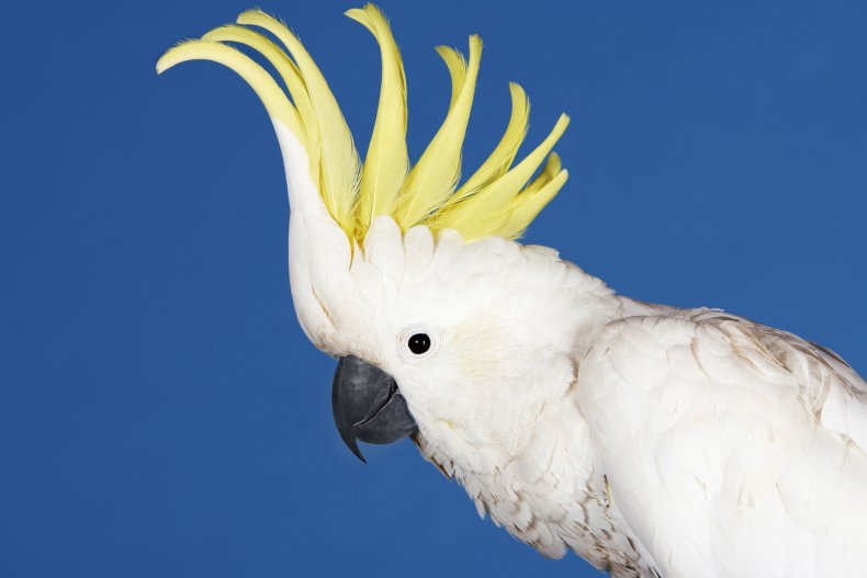 yellow crested cockatoo, sulphur crested cockatoo, getty,stock