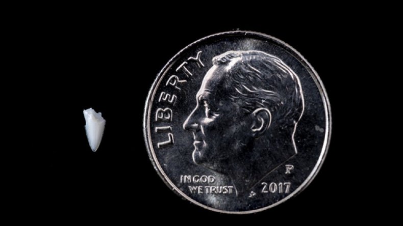 Shark tooth