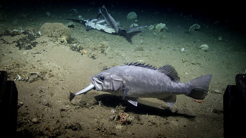 shark eaten wreckfish