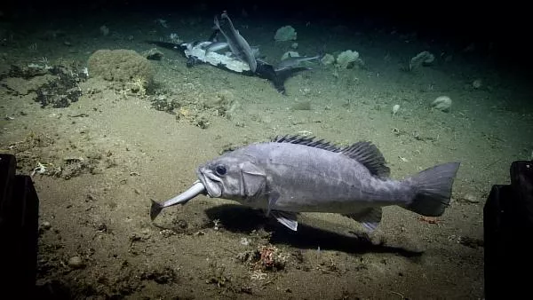 shark eaten wreckfish