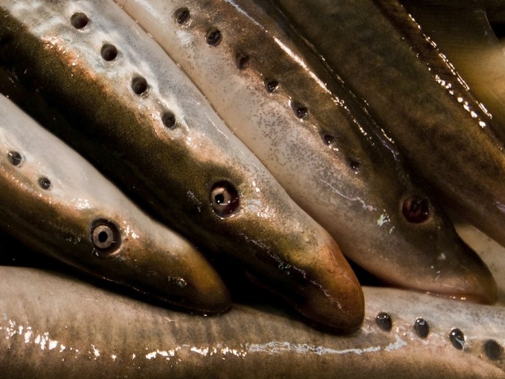 Jawless Lamprey Fish Attract Females by Releasing Smelly ...