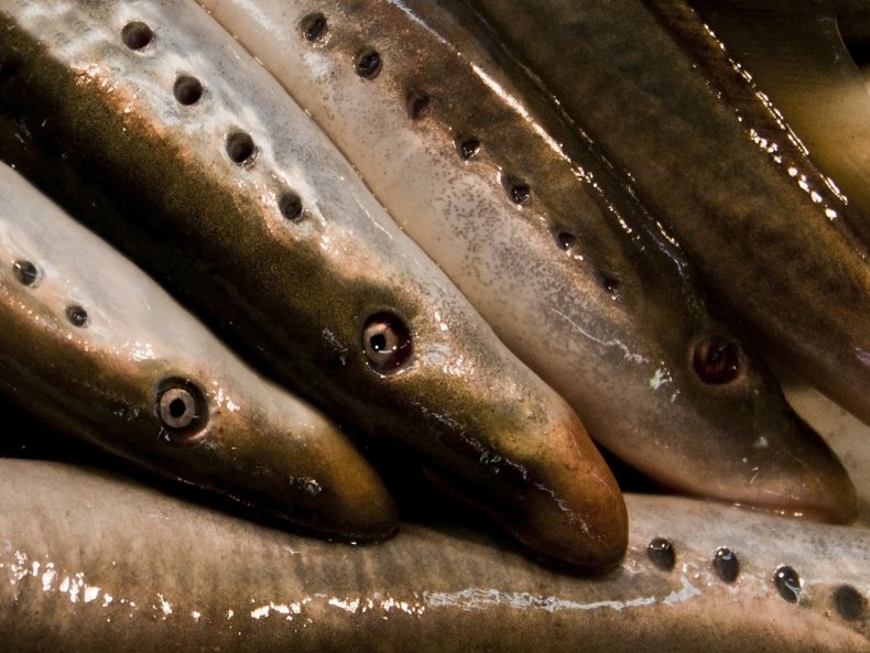 Lamprey fish,