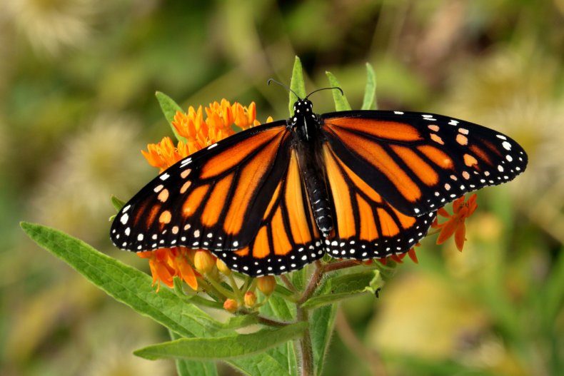 monarch butterfly, butterlfy weed flower, 