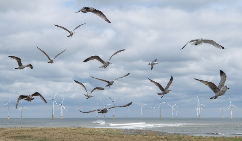 wind turbines power donald trump