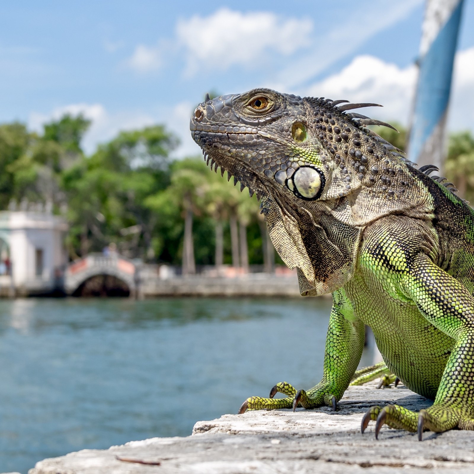 Florida Man Hunting Iguanas Misses And Shoots Nearby Pool Guy Instead