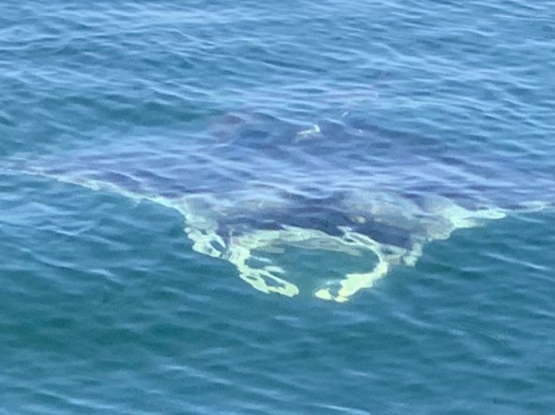 giant manta
