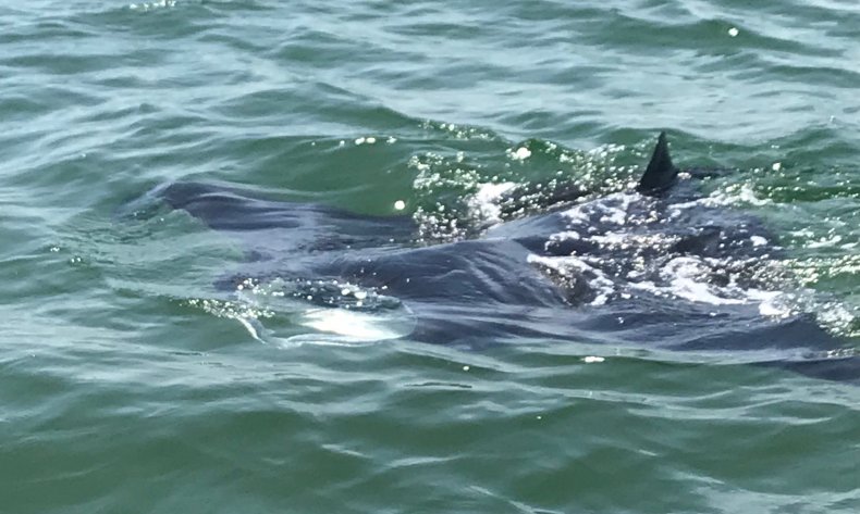 giant manta
