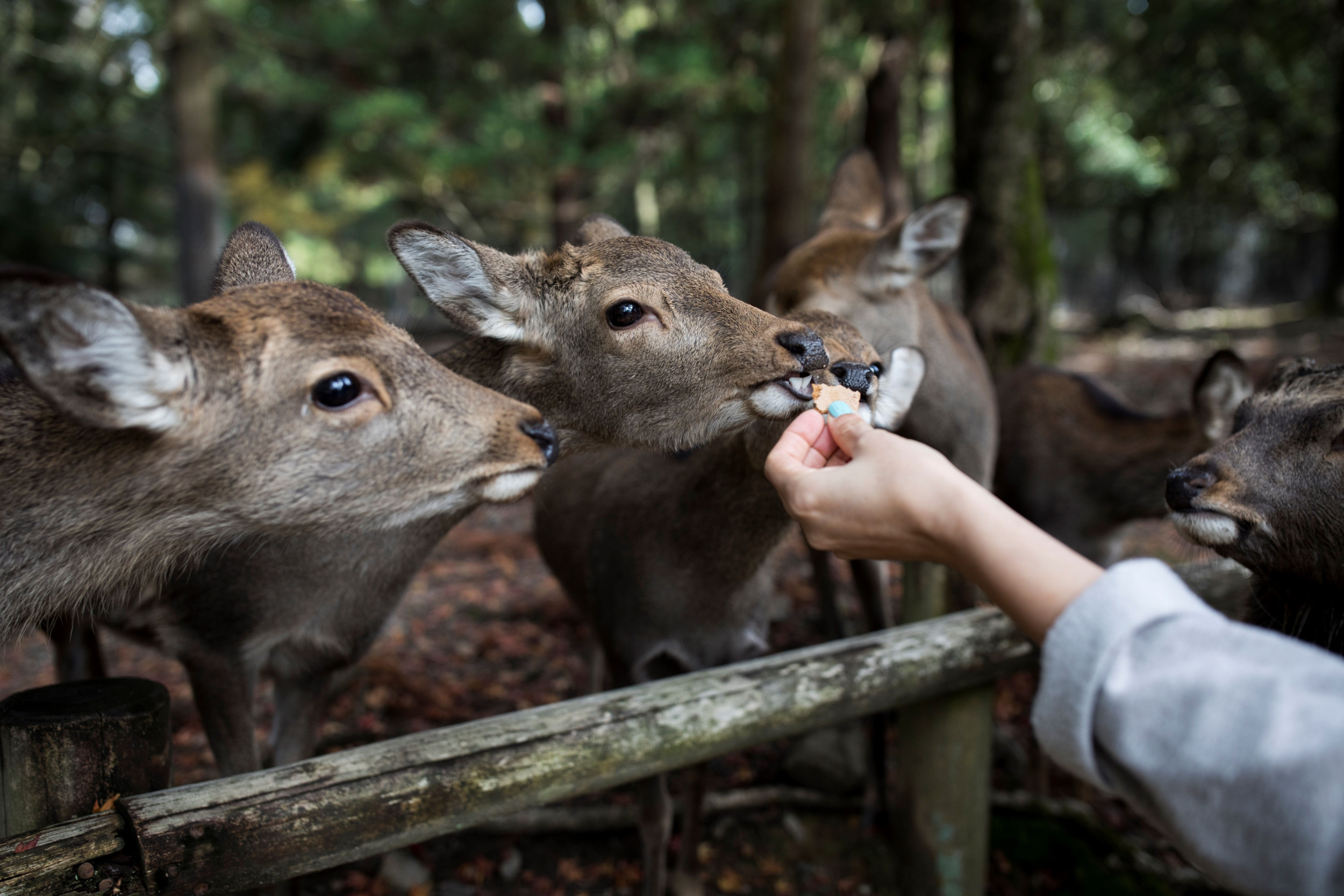 Девять животных. Нара парк с оленями. Охрана оленей. Дикий олень в Японии. Пятнистый олень в Японии.