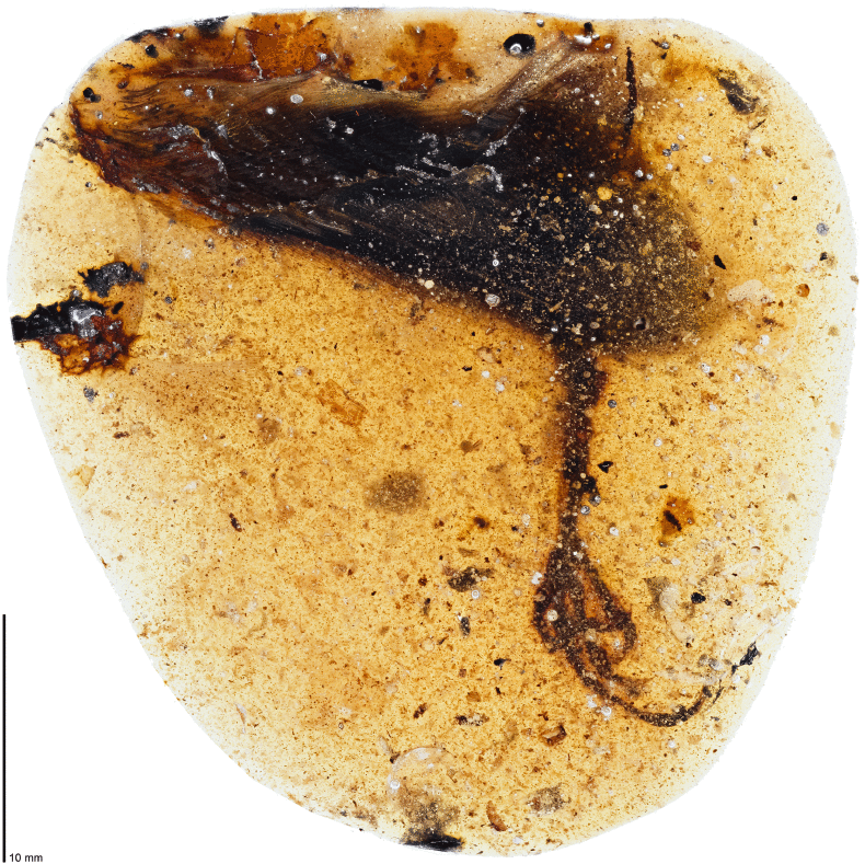 amber, fossil, bird foot, 