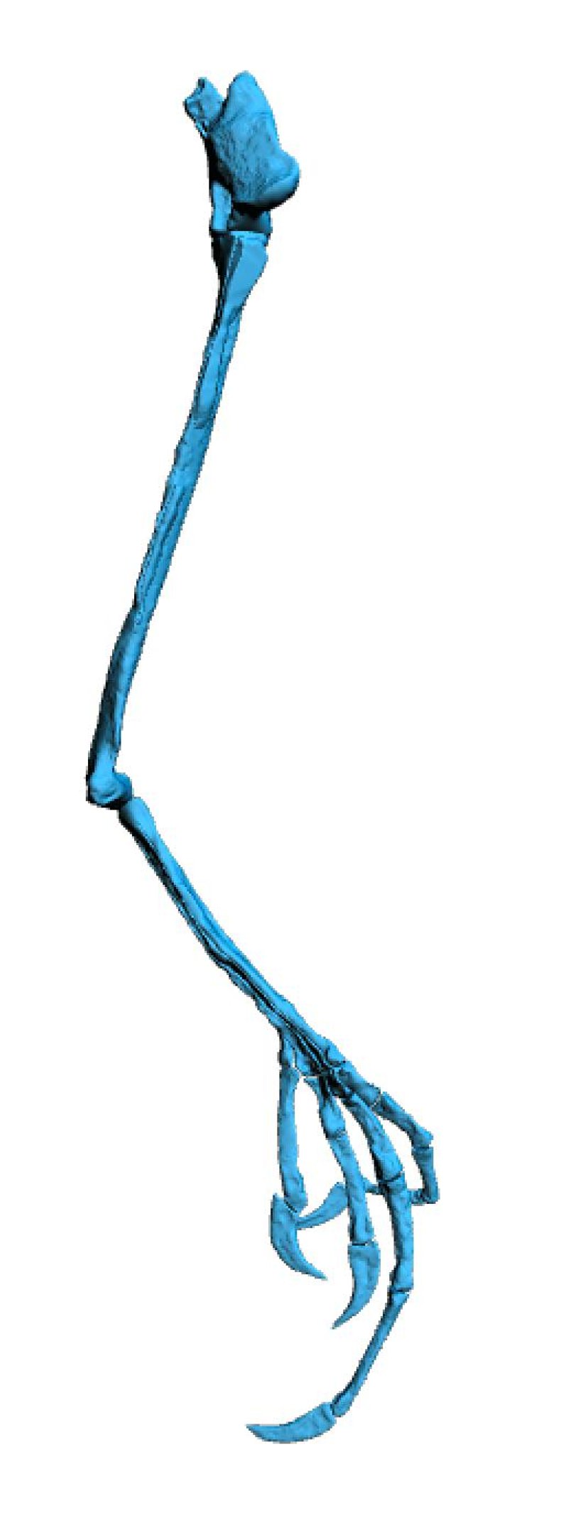 3d bird foot,