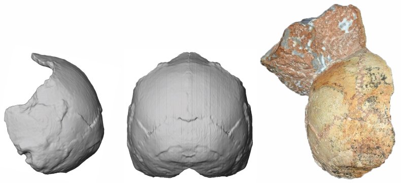 Apidima 1