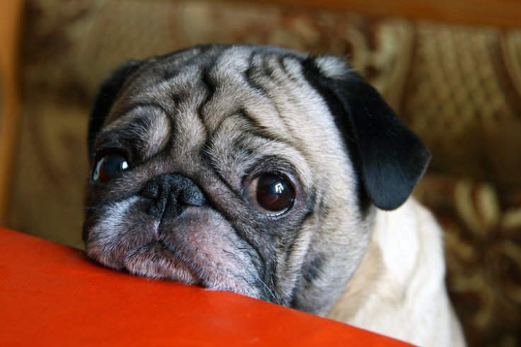 Pug Pug