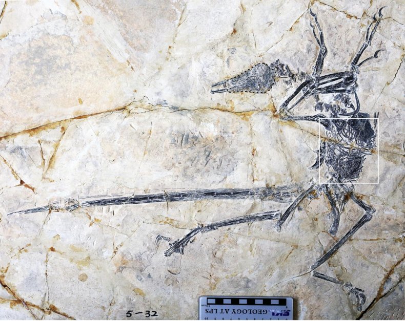 microraptor