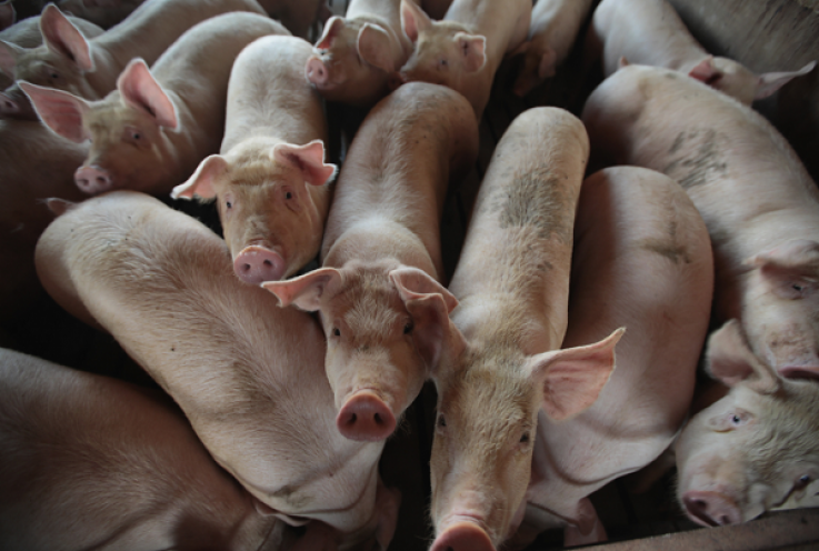 Pig Intestines Splattered Across Missouri Highway Leads to Major Road Closures Pig Intestines Splattered Across Missouri Highway Leads to Major Road Closures