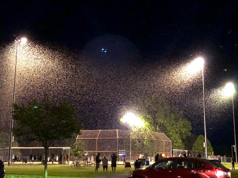 fishflies end baseball game
