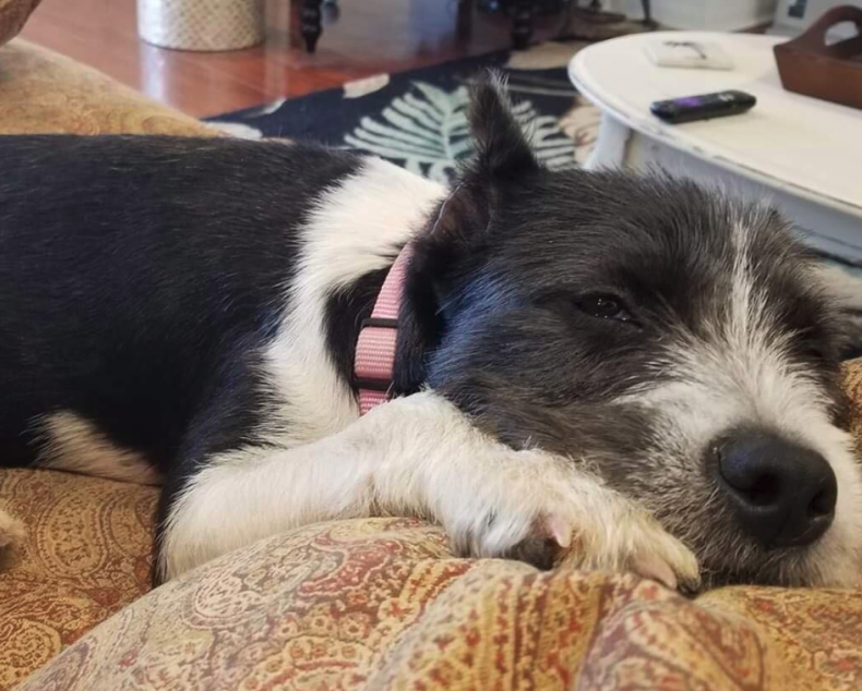 Rescued: Nova