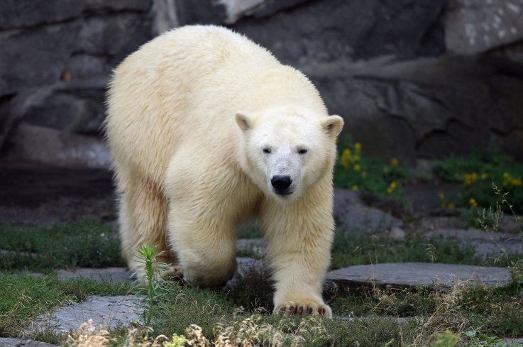 Polar Bear Polar Bear