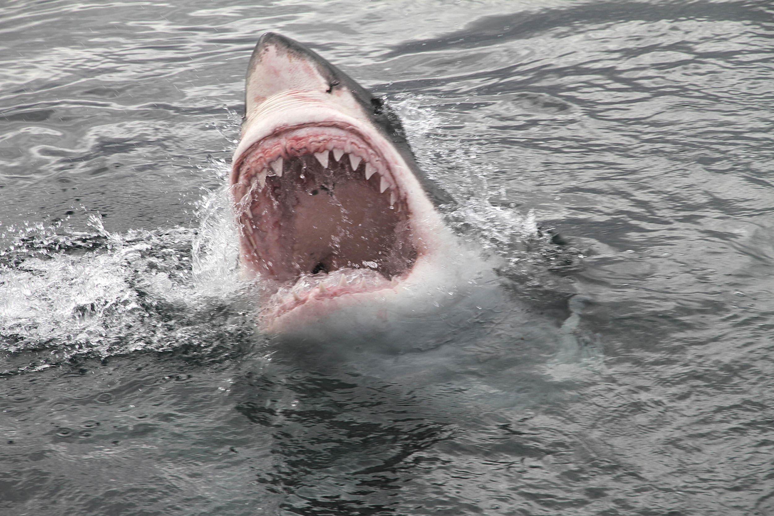 shark bites man in half