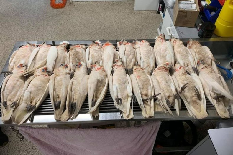 Dead corellas